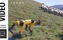 Boston Dynamics spot robot herding sheep