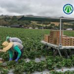 StrawBot autonomous farm robot follows strawberry pickers in the field.